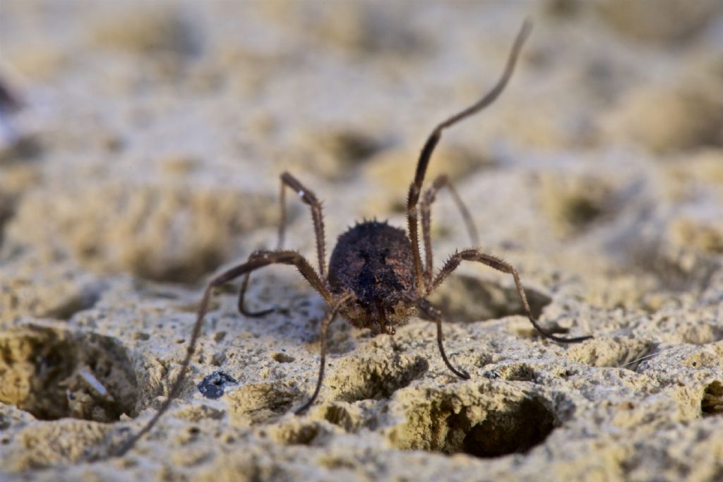 Lacinius horridus (Phalangiidae)